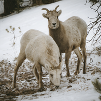 Two ewe, one eating, the other looking at me in a winter forest, wildlife photography
