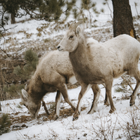 Two ewe walking down a snowy hillside