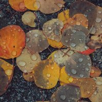 cluster of fallen aspen leaves covered in raindrops