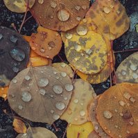 Cluster of fallen aspen leaves covered in raindrops. unplanned photography
