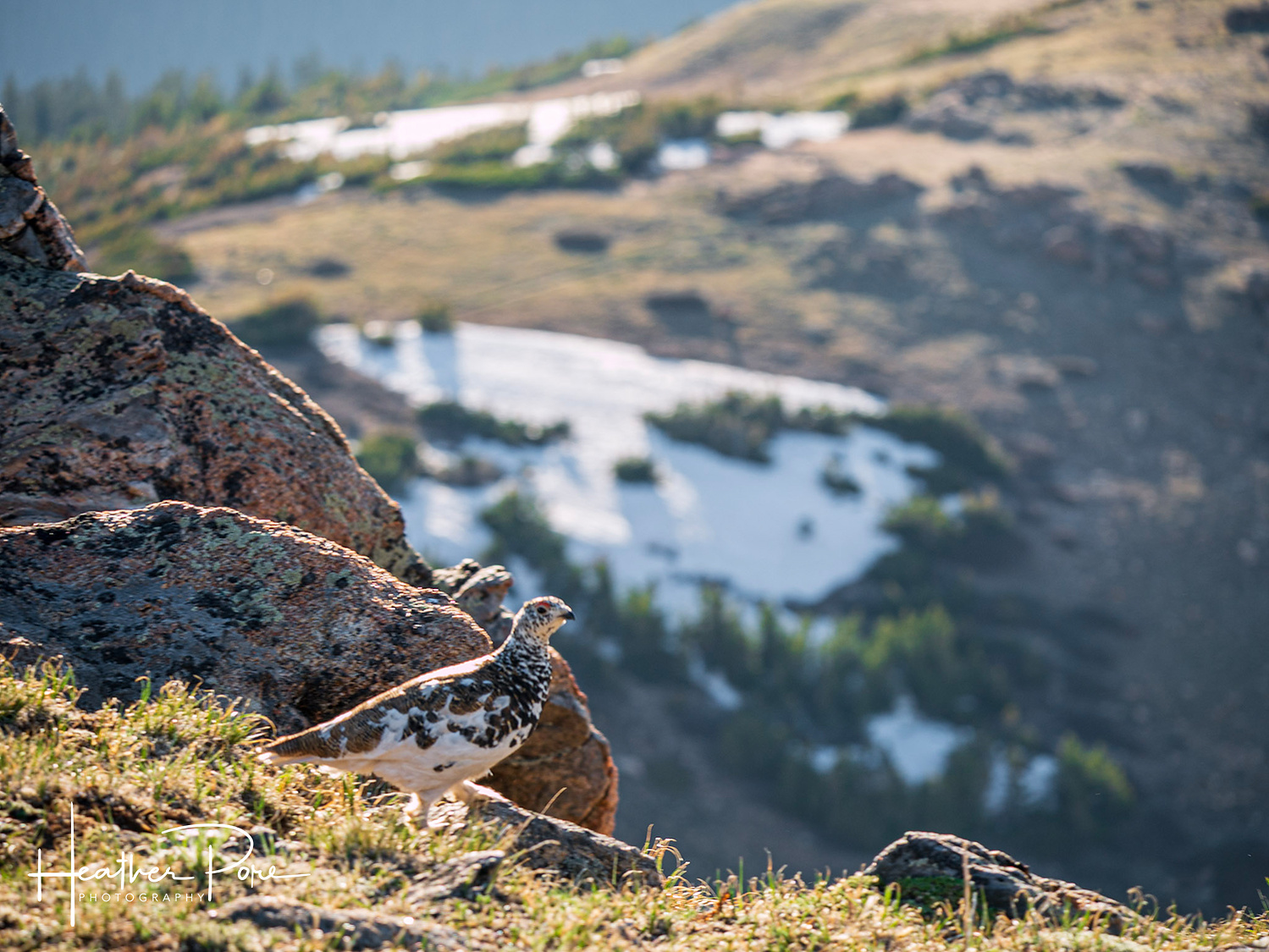 A ptarmigan taking in the mountain views, wildlife photography