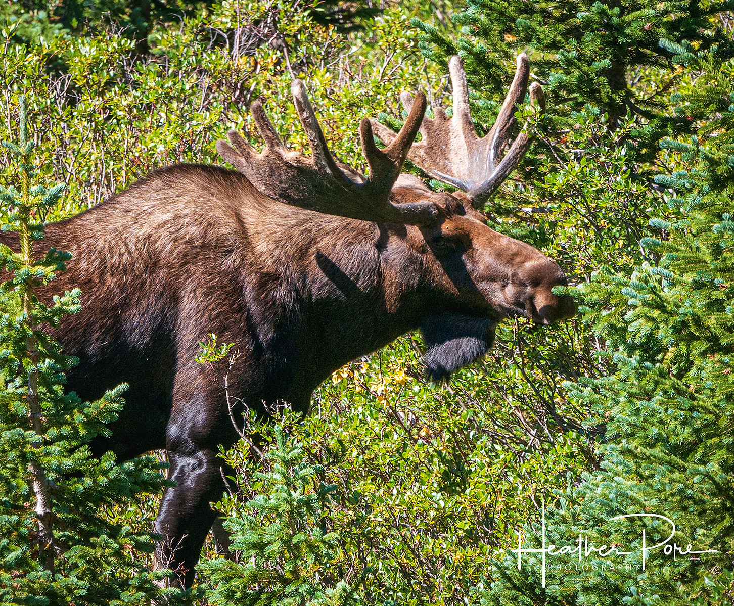 A young bull moose eating in rocky mountain national park