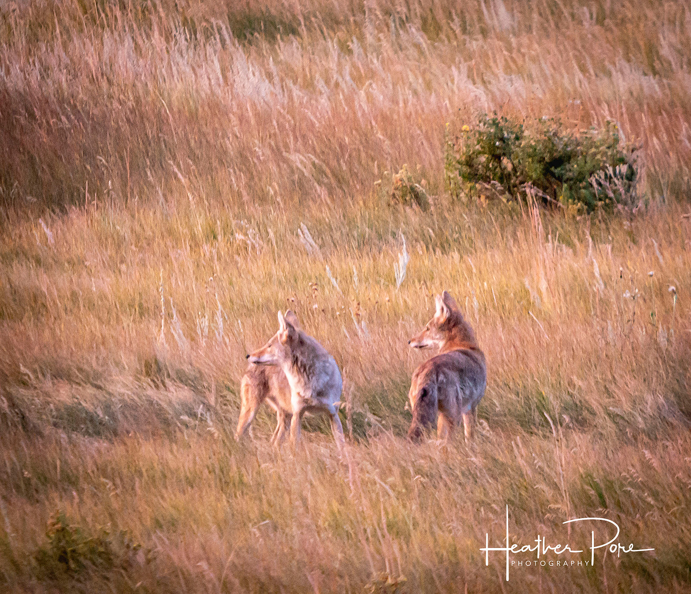 two coyotes listening to the elk bugling in rocky mountain national park