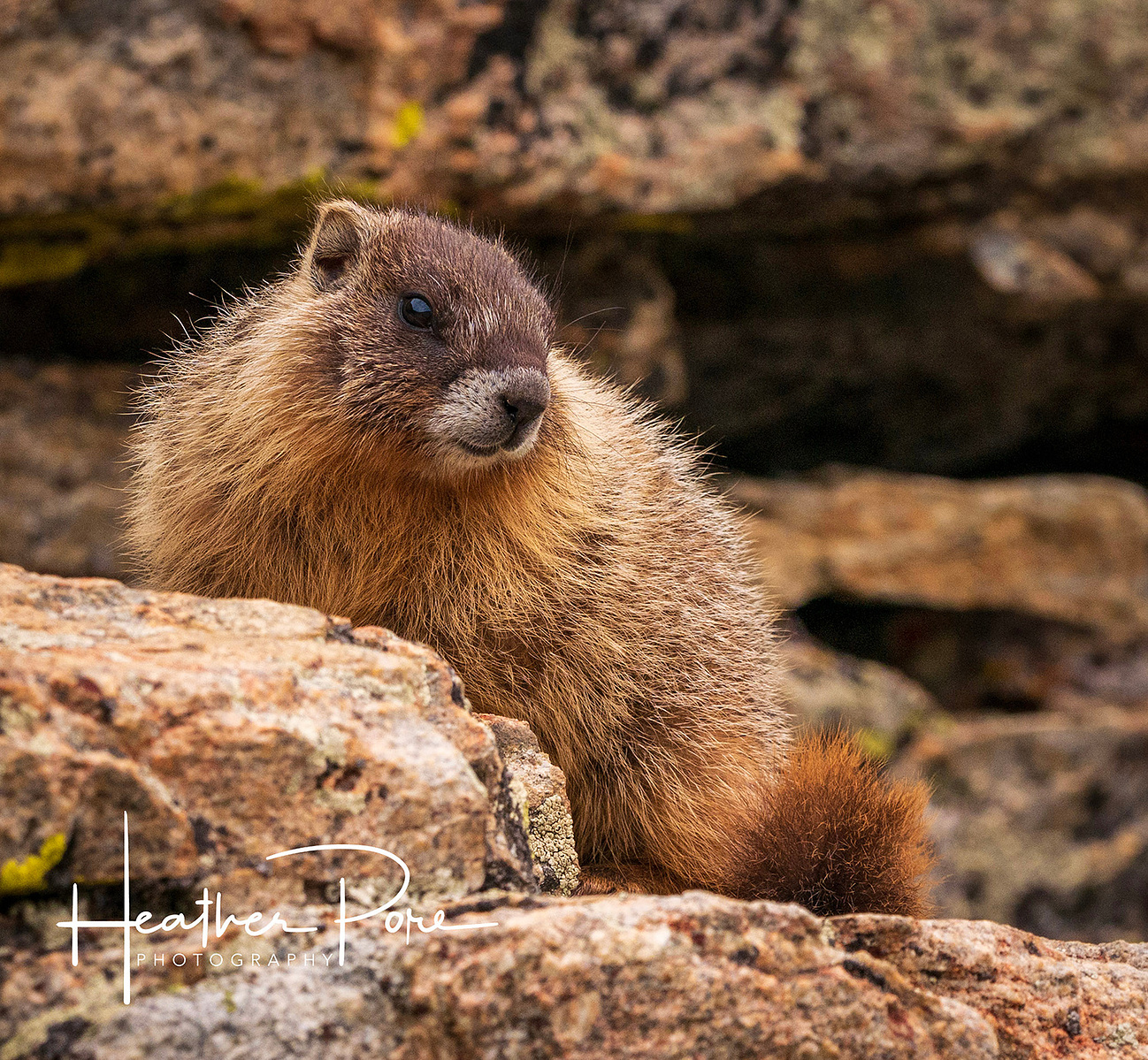 young marmot posing on a rock in the indian peaks wilderness