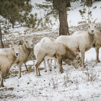Group of ewe standing on a snowy hillside in the forest watching me as I take a wildlife photograph of them