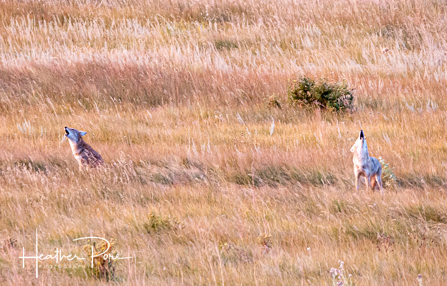 two coyotes howling in rocky mountain national park