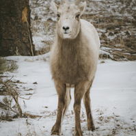 Ewe standing in the snow looking at me, mountain sheep
