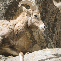 close up of the face and horns of an older ewe as she is walking above a rock face