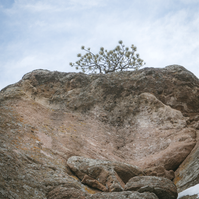 nature photograph of a tall rock formation with a small single tree on top