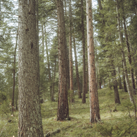 intimate landscape photography of tall trees in the forest along the ranger trail on green mountain in boulder, colorado