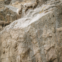 Two ewes standing on top of a rock face in St Vrain Canyon