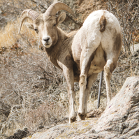 Older ewe with large horns looking back at me