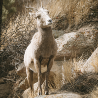 Ewe standing on a rock looking at something up on the hillside