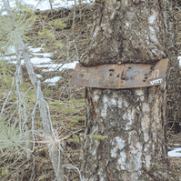 a close up of an old gregory canyon sign that has grown into a tree trunk