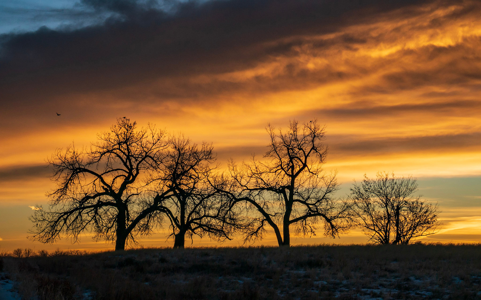 silhouette of four big trees with a bunch of branches dancing against colorful clouds during sunrise