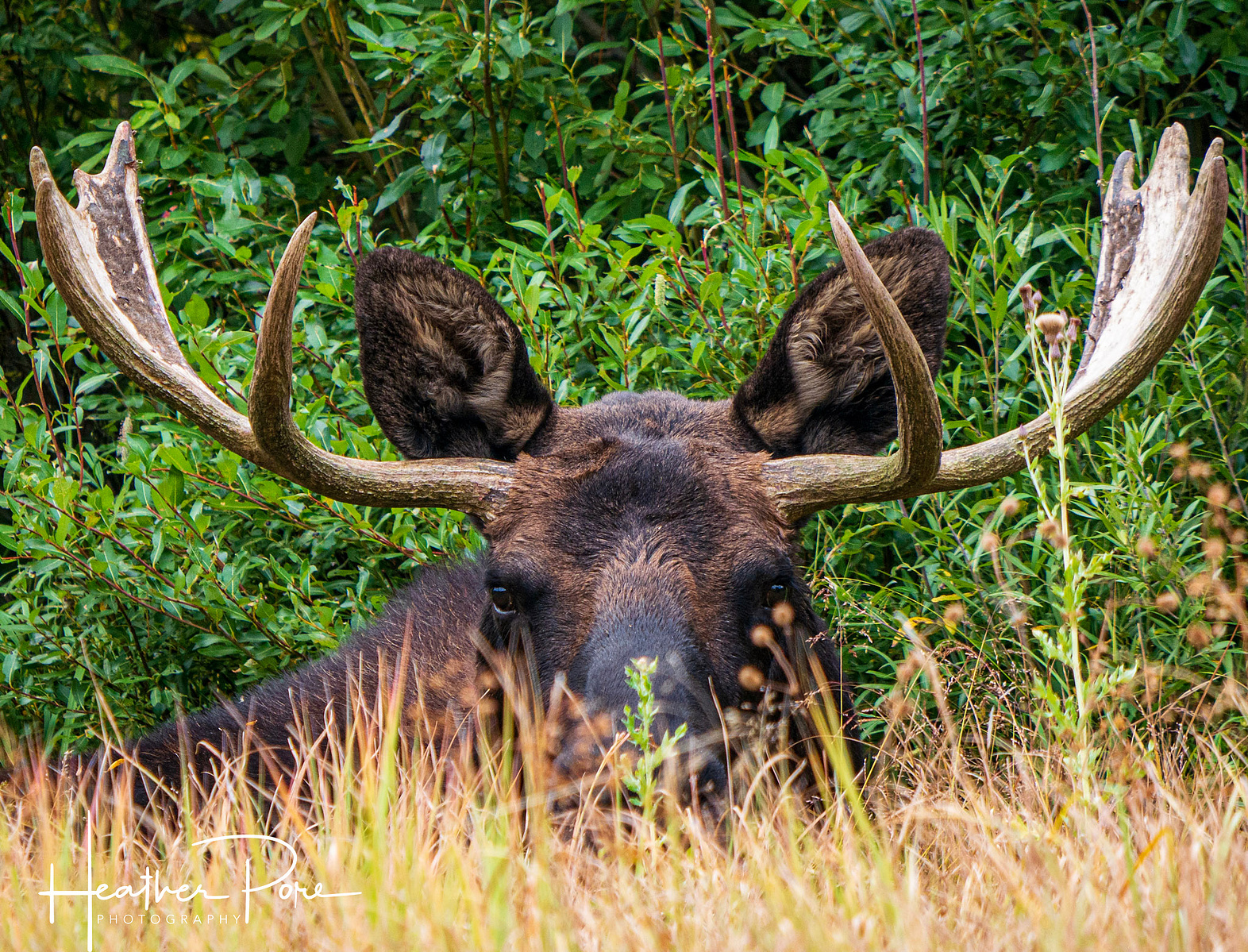 wildlife photograph of a bull moose laying in the grass taken at eye level