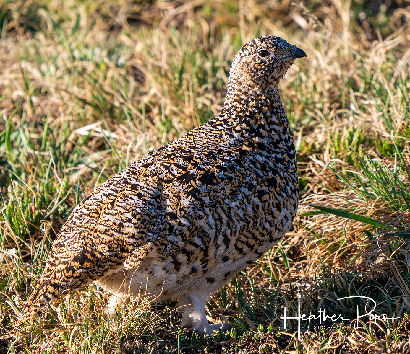 Ptarmigan wildlife photography