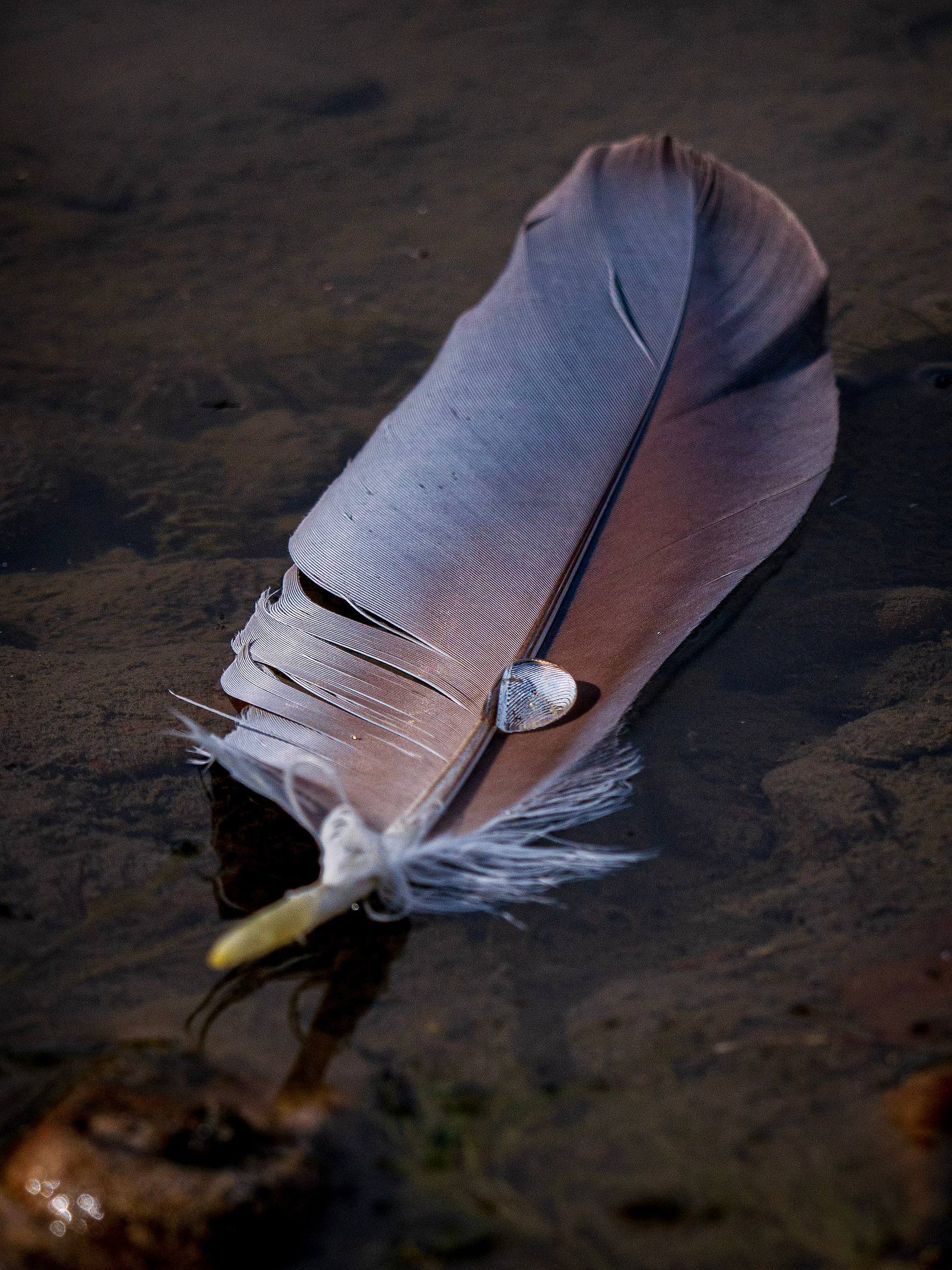 Nature photograph of a feather floating on the water with a drop of water sitting on it
