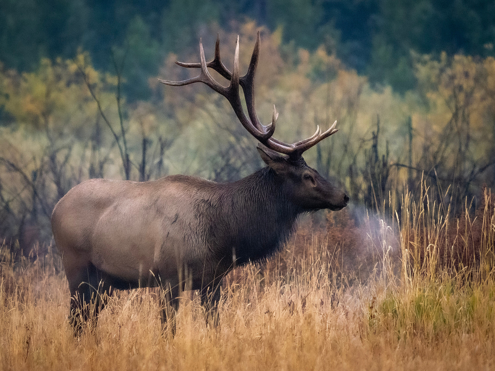 wildlife photograph of a bull elk on a cold damp morning in rocky mountain national park