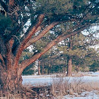picture of a big old tree at ncar in boulder, colorado