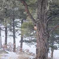 a vertical photo of a birdhouse on a tree at ncar