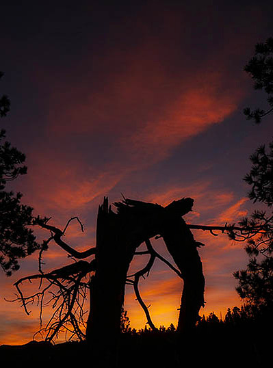 silhouette of a bent over tree with the colorful sunrise sky, how to take photos of sunrise