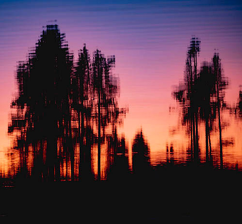 abstract photograph of tree silhouettes and sunrise colors reflecting in water ripples