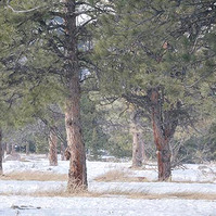 a winter scene in the trees