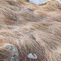 a close up picture of yellow mounds of grass bentover from the snow. abstract nature photography