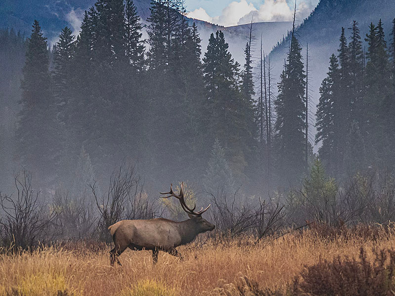 a wildlife picture of a bull elk during the rut in rocky mountain national park on a cold foggy fall morning. beginner nature photographer tips