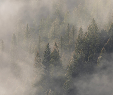 intimate landscape photography, fog in pine trees