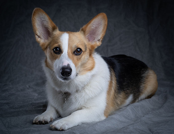 Beautiful, tricolor Pembroke Welsh Corgi posing for the camera, in studio with artificial light, with grey background. Managing touch customers like this in order to obtain beautiful portrait shots is a key skill for any commercial photographer.