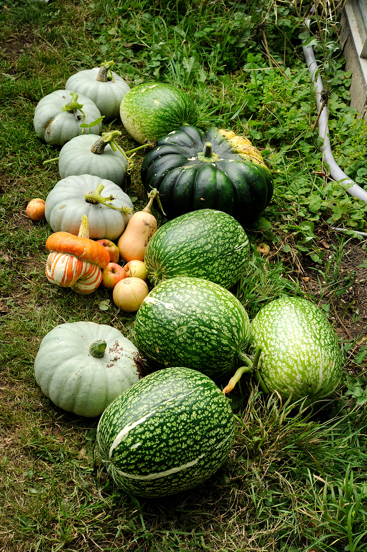 pumpkin photo by Manuela Boeckle