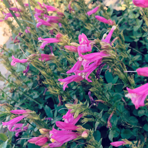 Flowers on Donner Peak Trail, California