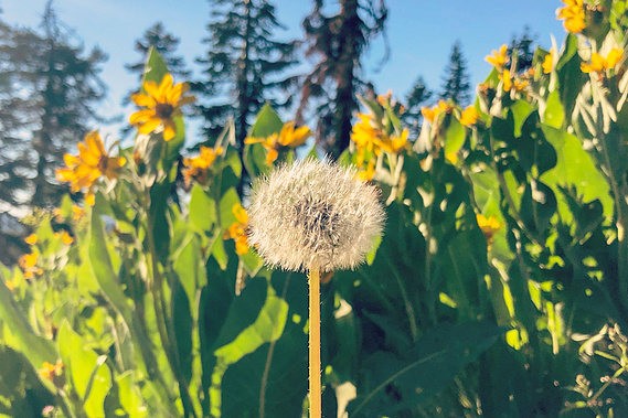 Flowers on Donner Peak Trail, California