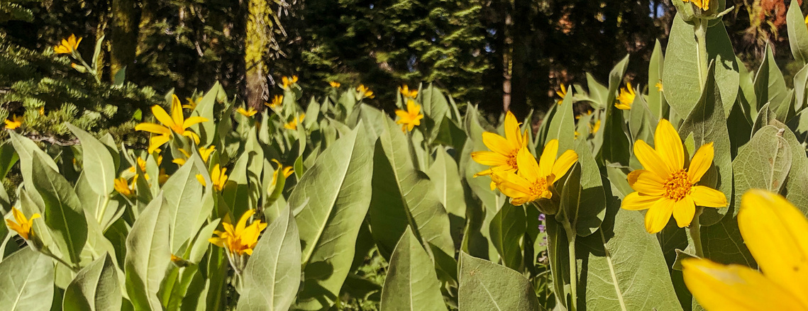 Flowers along Donner Peak Trail, California