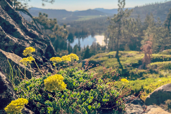 Flowers on Donner Peak Trail, California