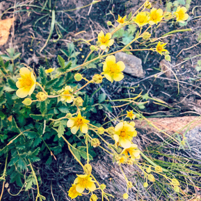 Flowers on Donner Peak Trail, California