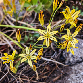 Flowers on Donner Peak Trail, California