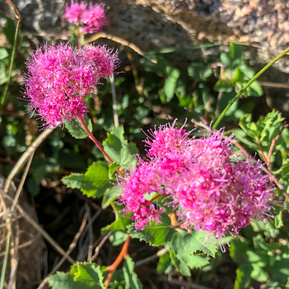 Flowers on Donner Peak Trail, California