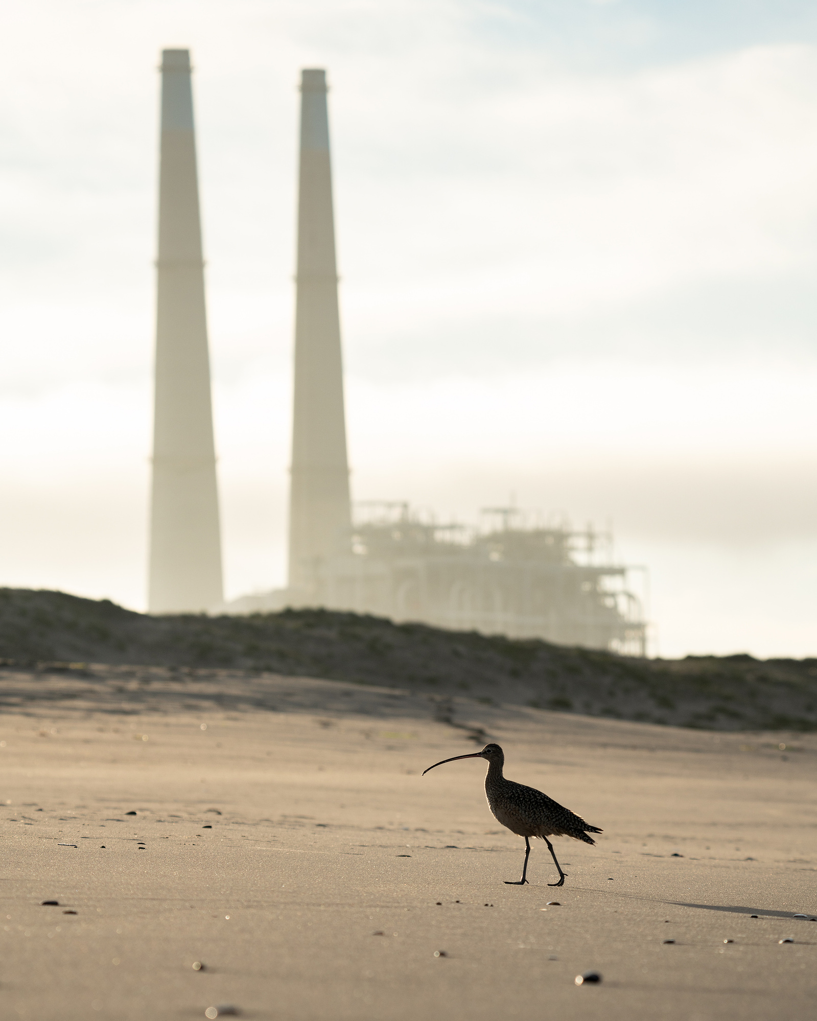 A Long-billed curlew walks across a sandy beach with the Moss Landing power plant in the background.