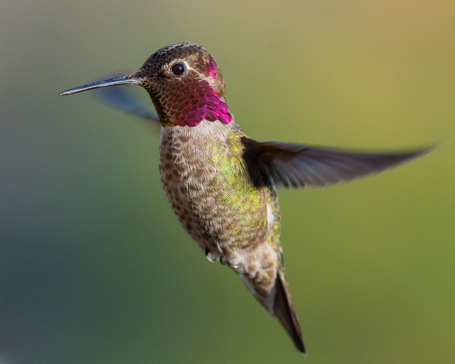 Anna's hummingbird visiting a balcony feeder in Marina, California. Wildlife photography by Kameron Strickland