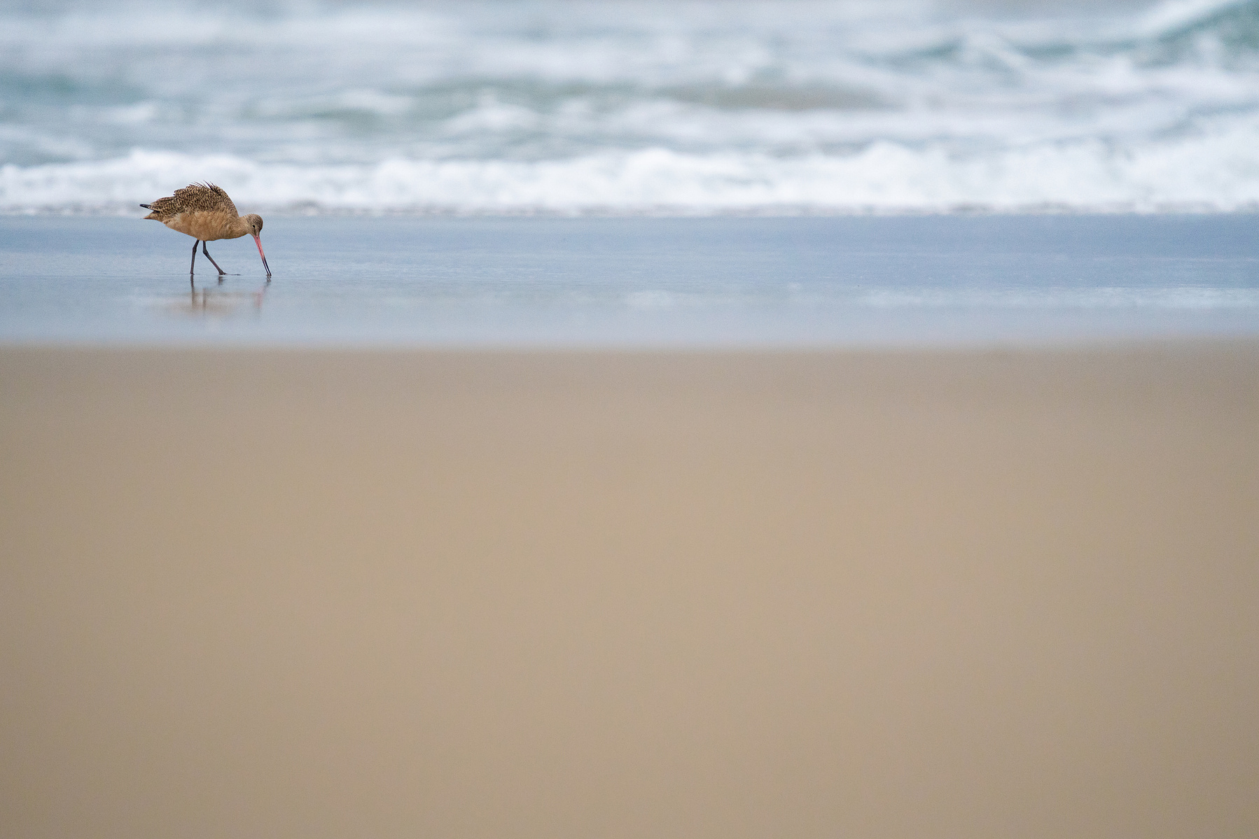 Small in frame Marbled godwit bird photograph at Moss Landing State Beach.  Wildlife photography by Kameron Strickland.