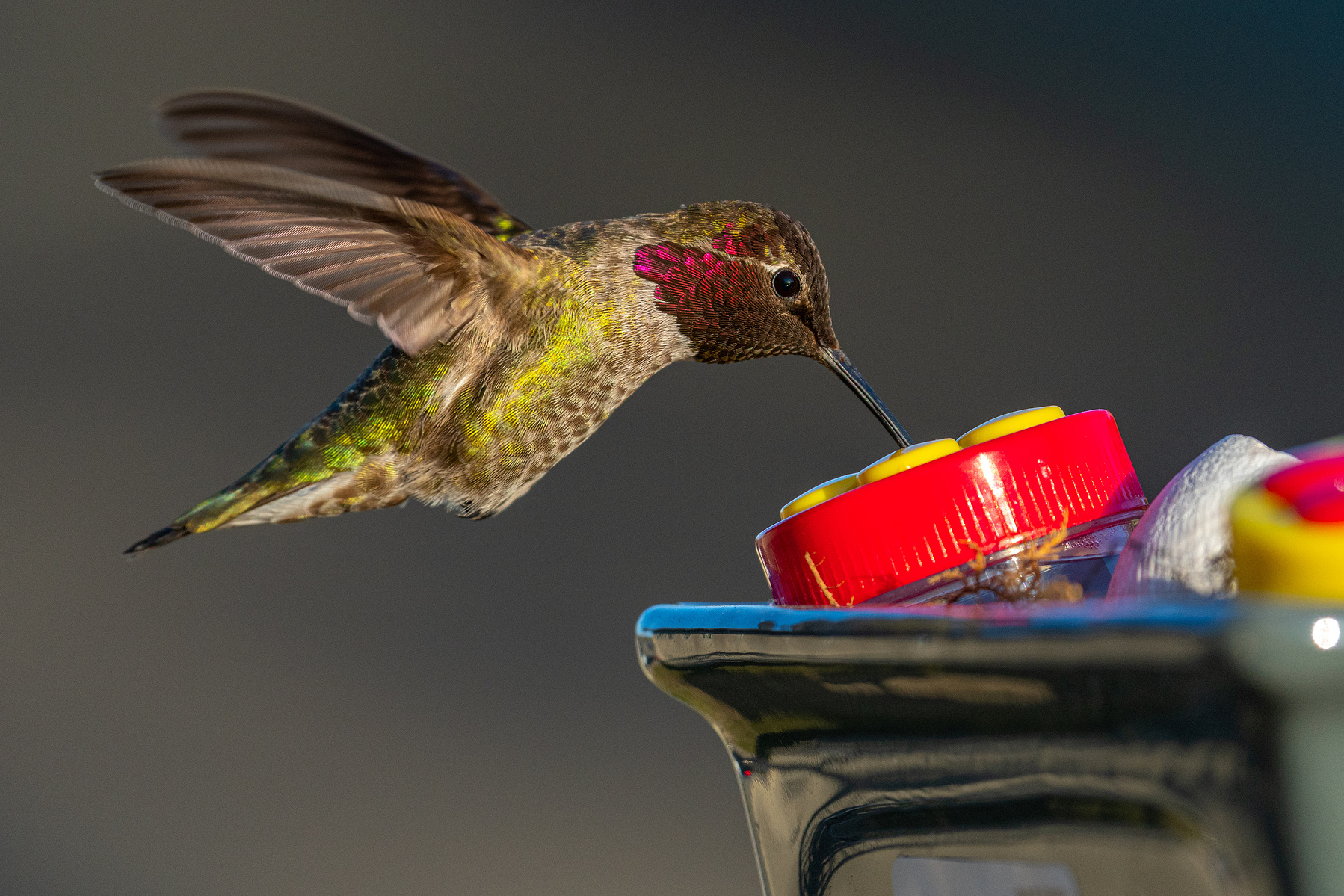 Anna's hummingbird visiting a hand feeder in Marina, California.