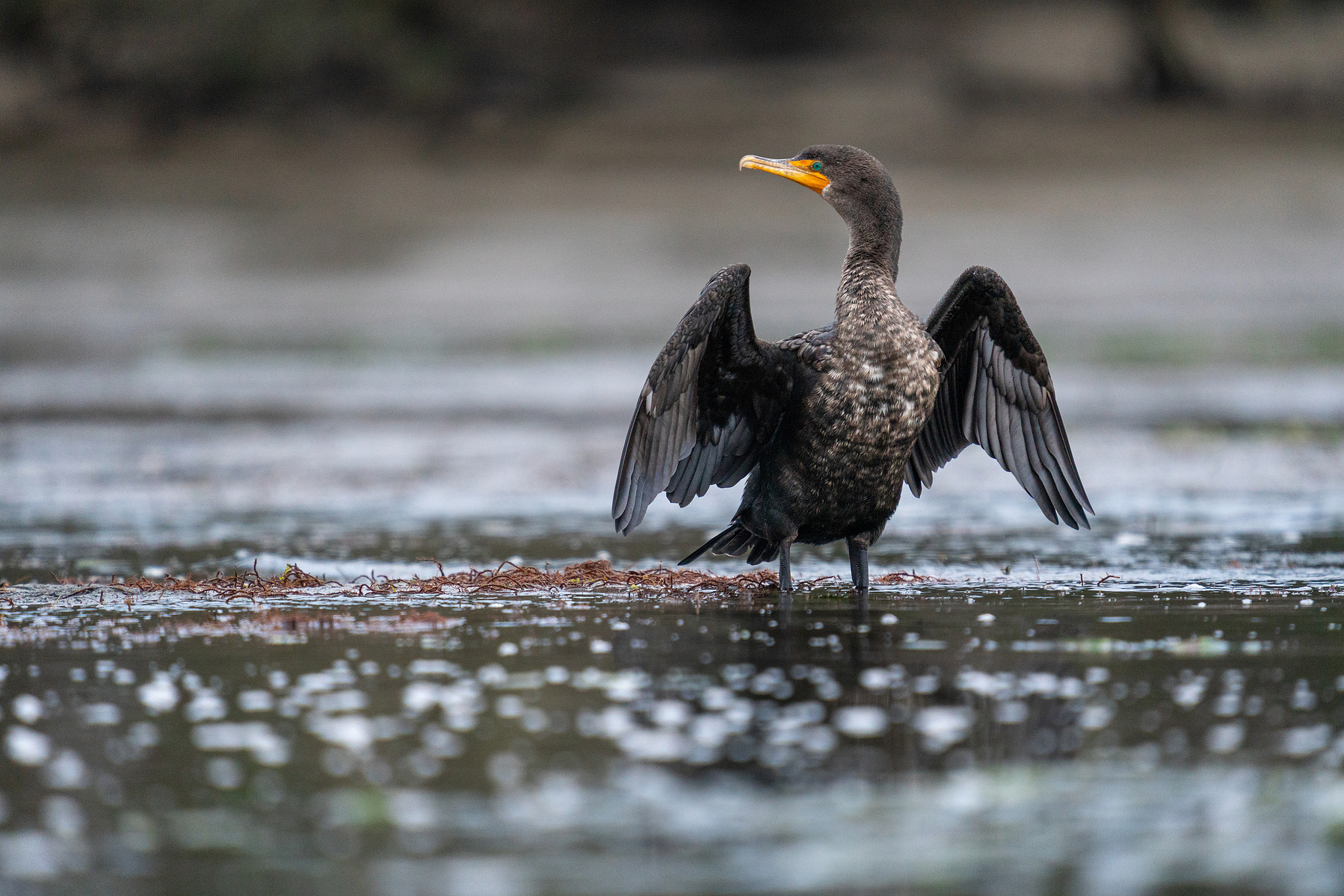 A Double-crested cormorant drying its feathers in Elkhorn Slough.  Photographed from a kayak by Kameron Strickland.