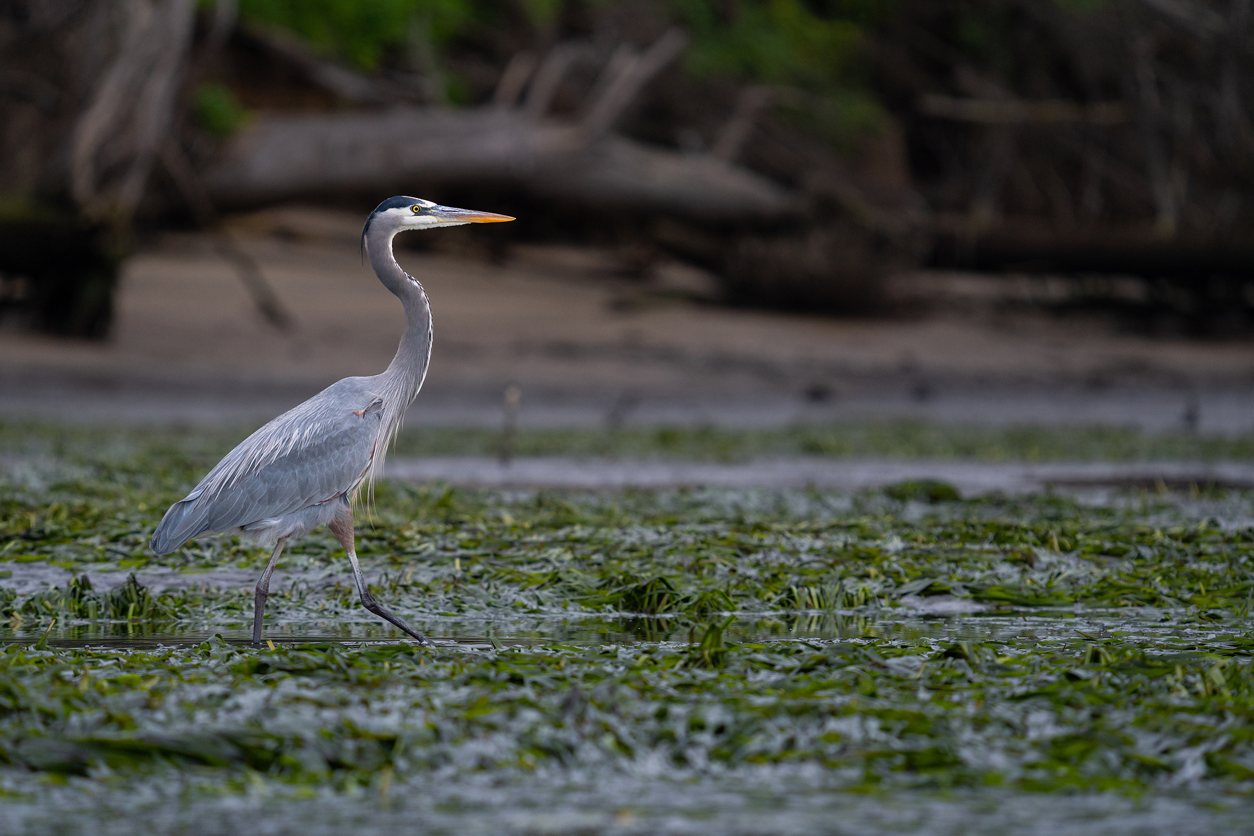 Great blue heron standing in the water surrounded by eelgrass.  Photographed in Elkhorn Slough via kayak by Kameron Strickland.