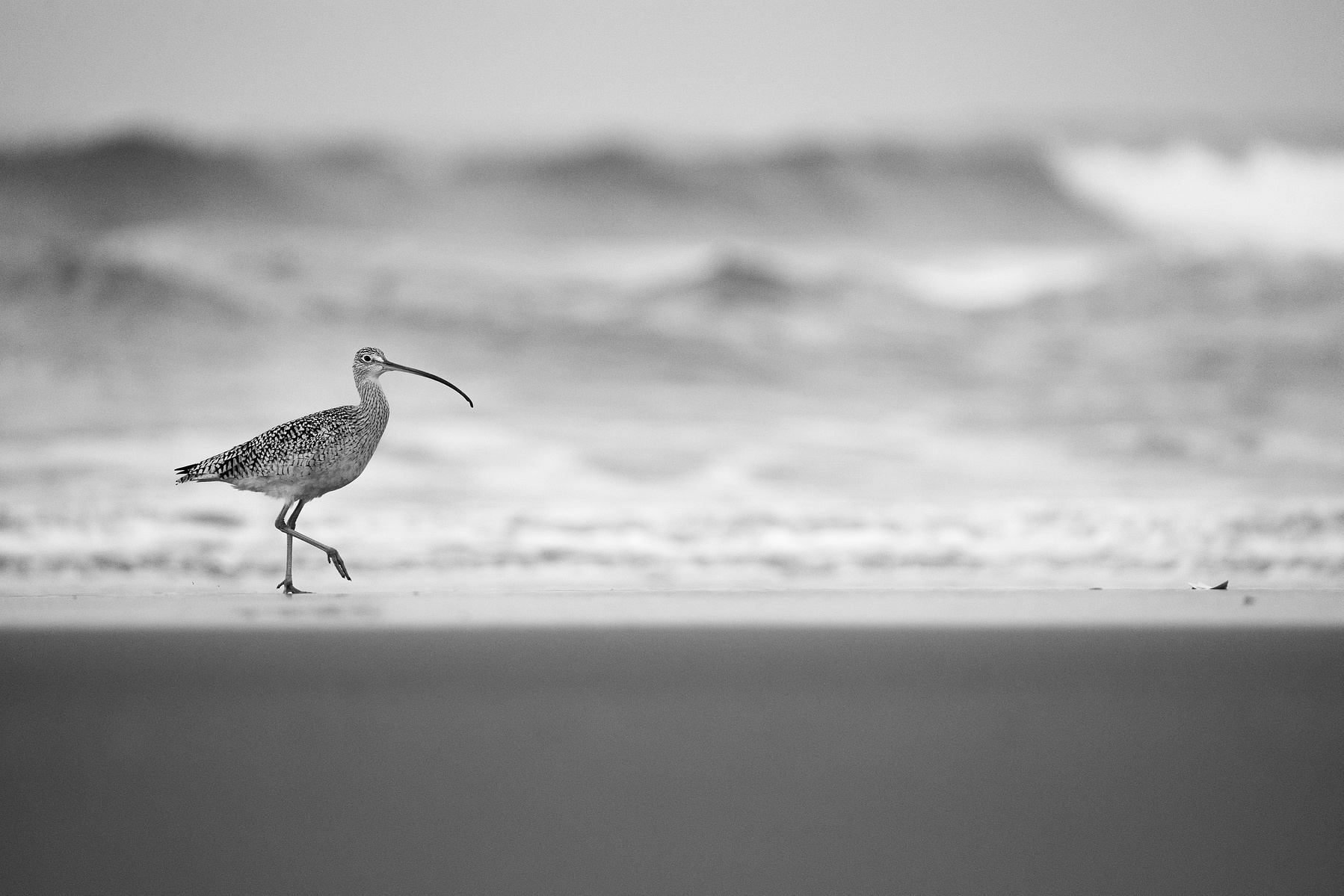 Monochrome wildlife print of a Long-billed curlew at Moss Landing State Beach.