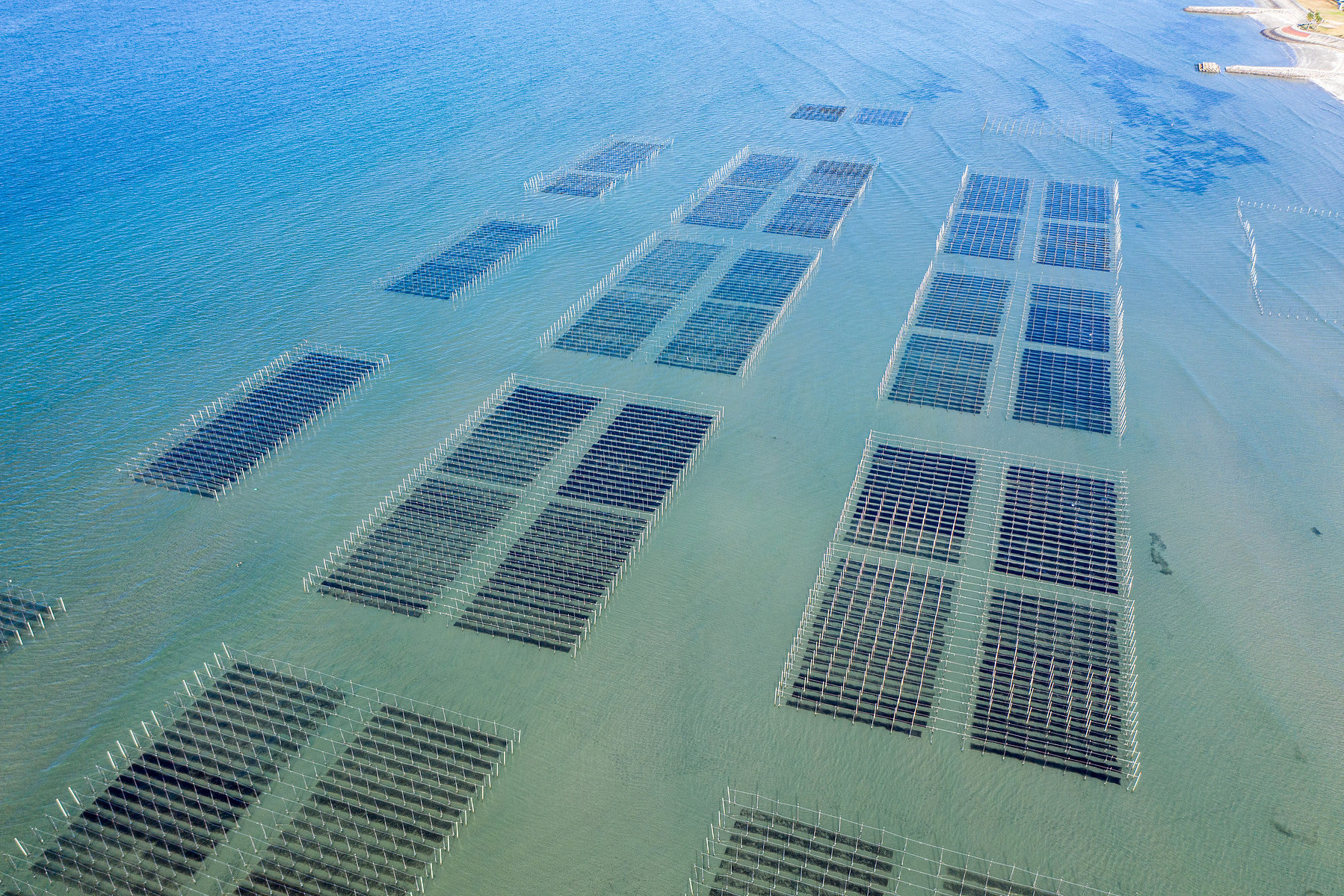 A large seaweed farm can prevent eutrophication.
