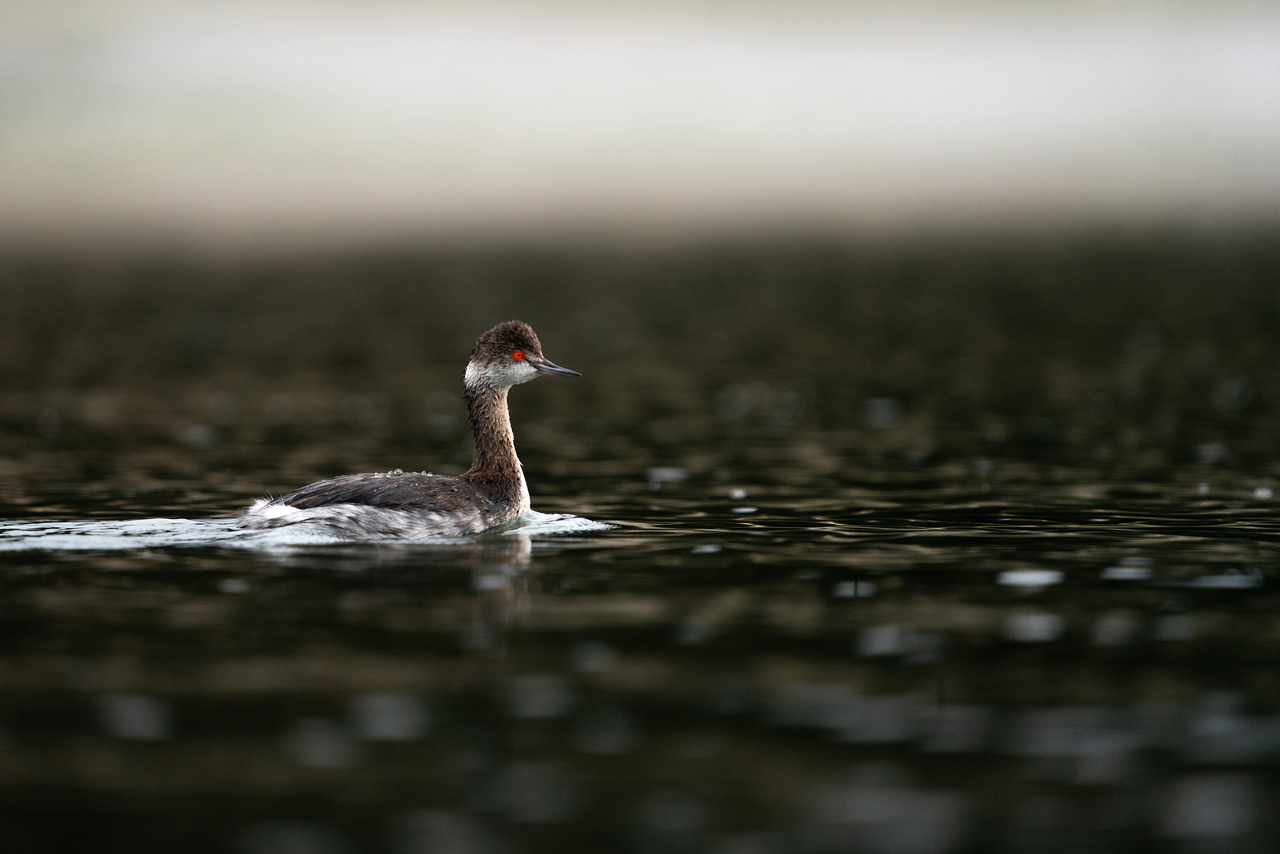 Non-breeding Eared grebe wading in Elkhorn Slough, Moss Landing, California.  Photographed from a kayak by Kameron Strickland.