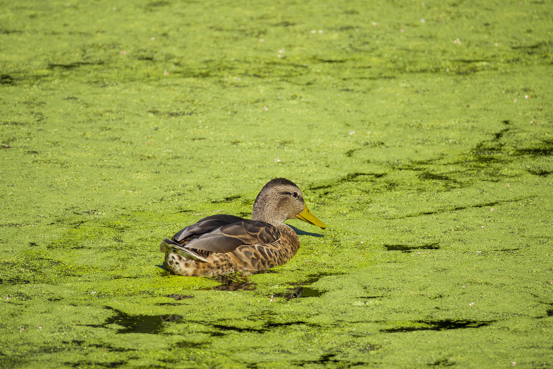 Algal blooms can be harmful to animals, ducks, and fish.